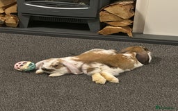 French Lop rabbits for sale: 2 boy French lop rabbits  - Image 3