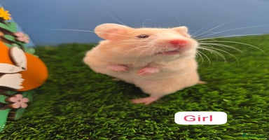 Hamster rodents - Advert 8