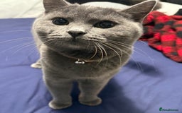 Ragdoll cats for sale: FEMALE blue mitted ragdoll x - Image 5