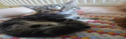 Mixed Breed cats for sale: Tabby cross persian kittens for sale  - Advert 5