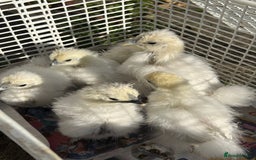 Chickens poultry for sale: DISCOUNTED pure breed chicks for sale! - Image 1