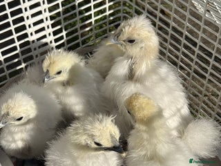 Chickens poultry for sale - Advert 1