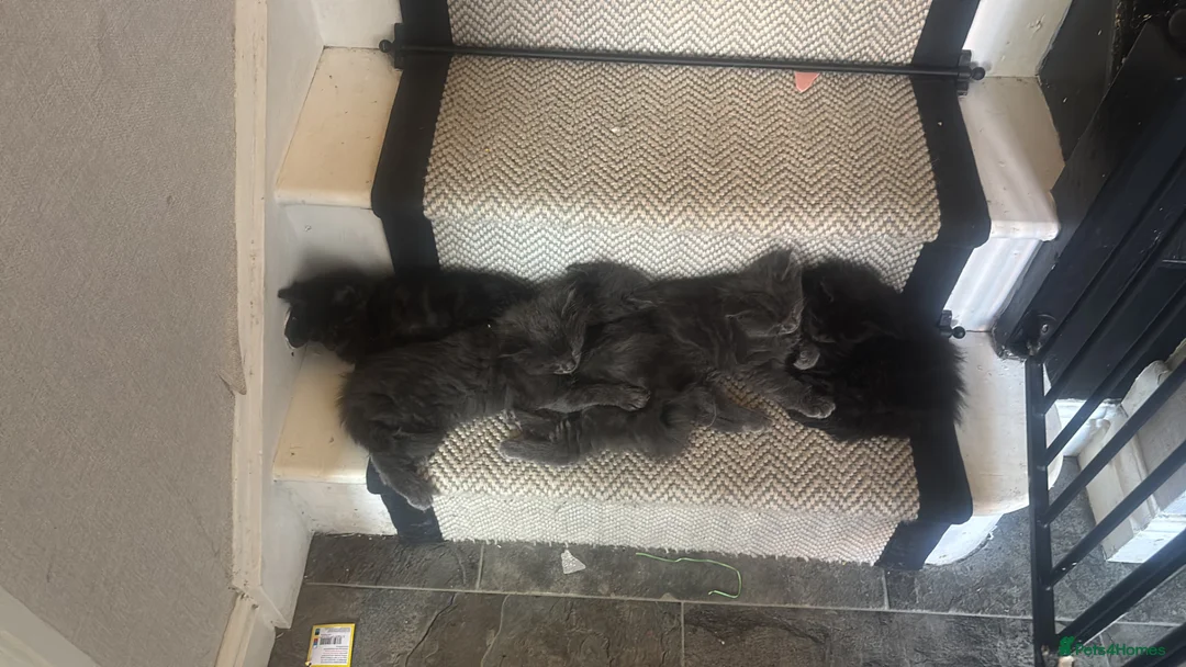 Maine Coon cats for sale: Maine coon kittens for sale  in Lowestoft - Advert 7