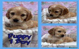 Cocker Spaniel dogs for sale: 5 beautiful show cocker spaniel puppies  - Image 8