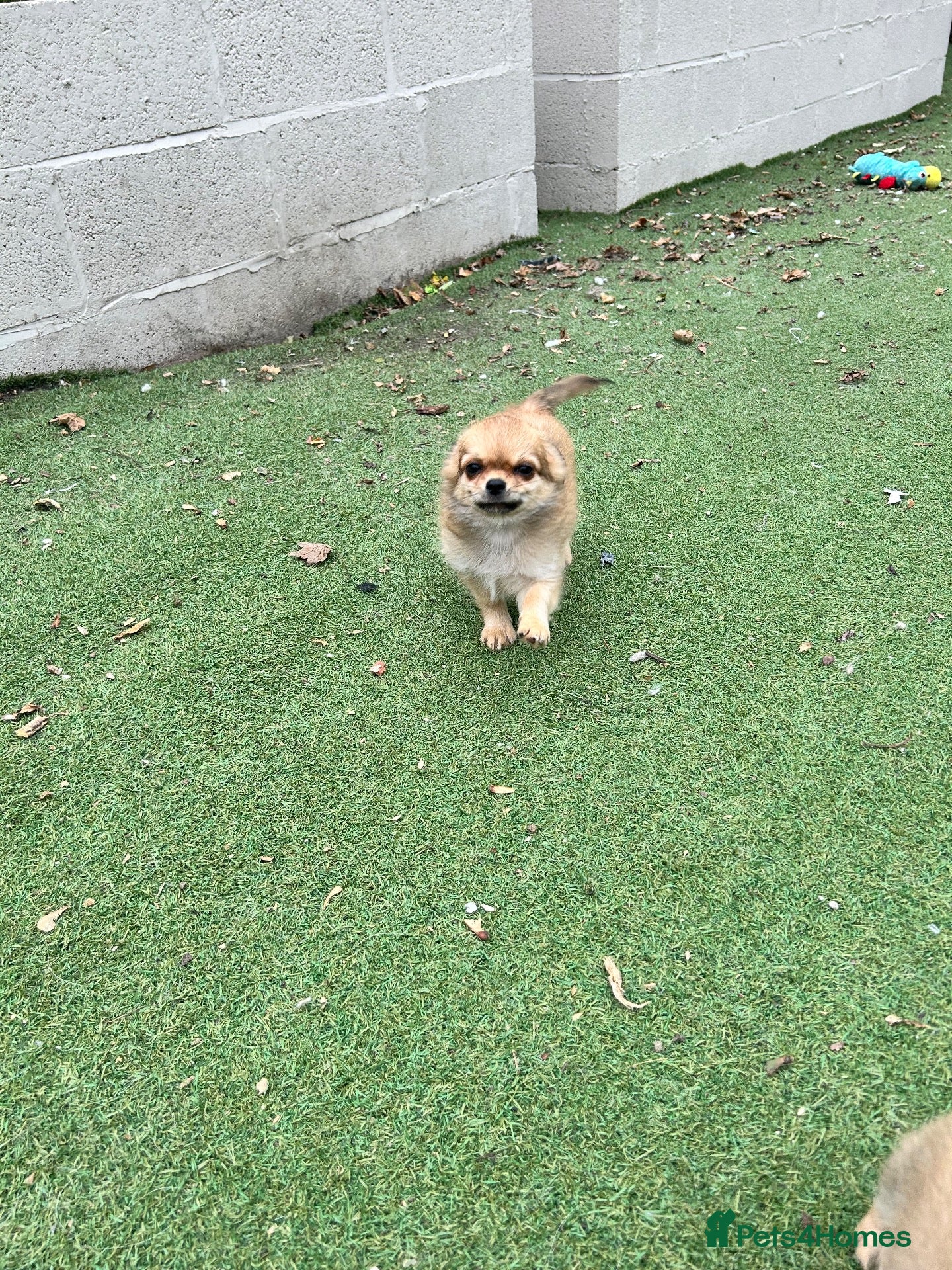 Chihuahua dogs KC LONG COAT CHIHUAHUAS - Advert 2
