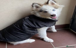 Pomsky dogs for stud: Stunning Pomsky F3 available for stud - Image 3