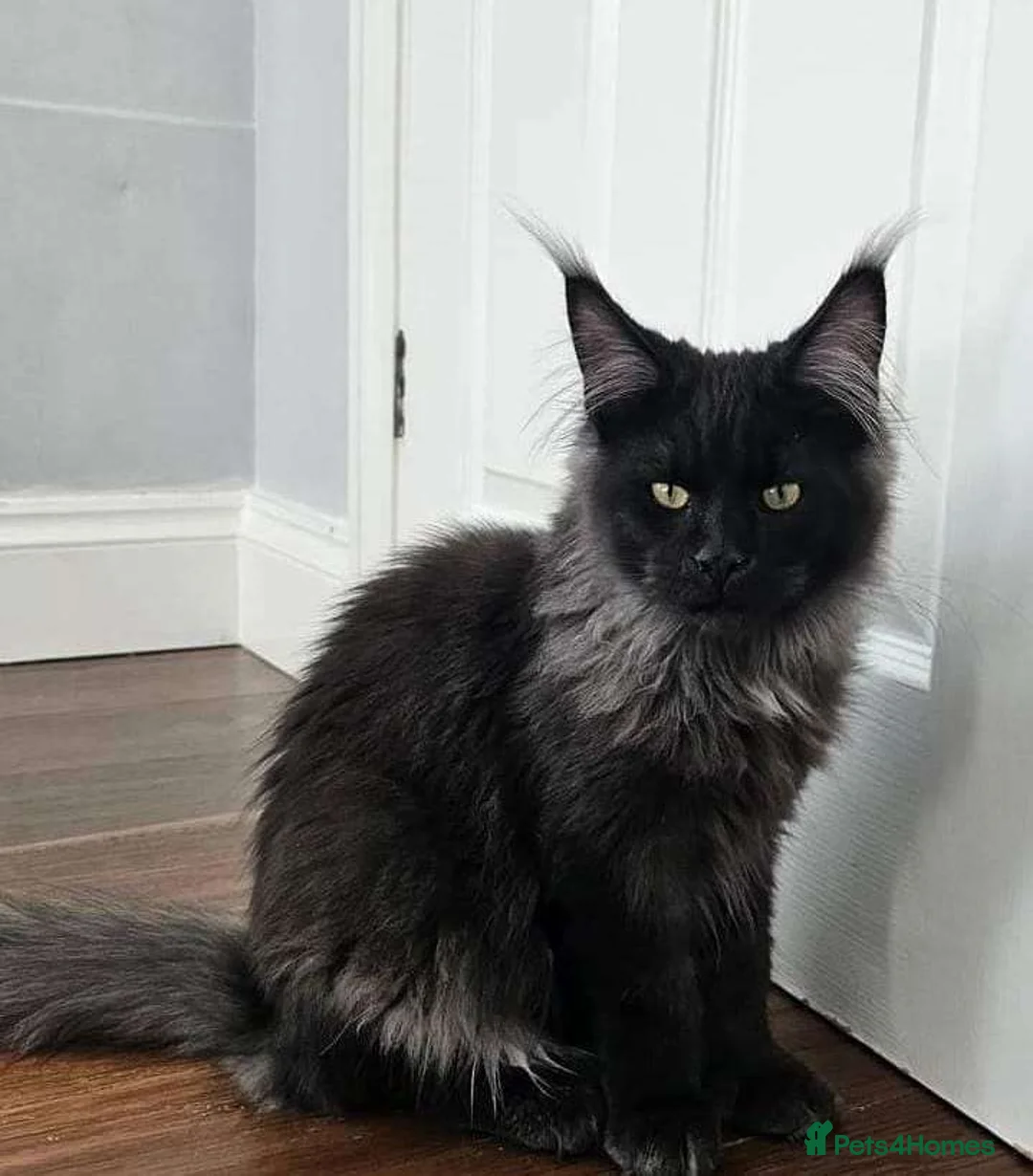 Maine Coon cats for stud: Maincoon for STUD duties in Rainham - Advert 6