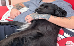 Mixed Breed dogs for sale: Chilier male Charlie  - Image 6