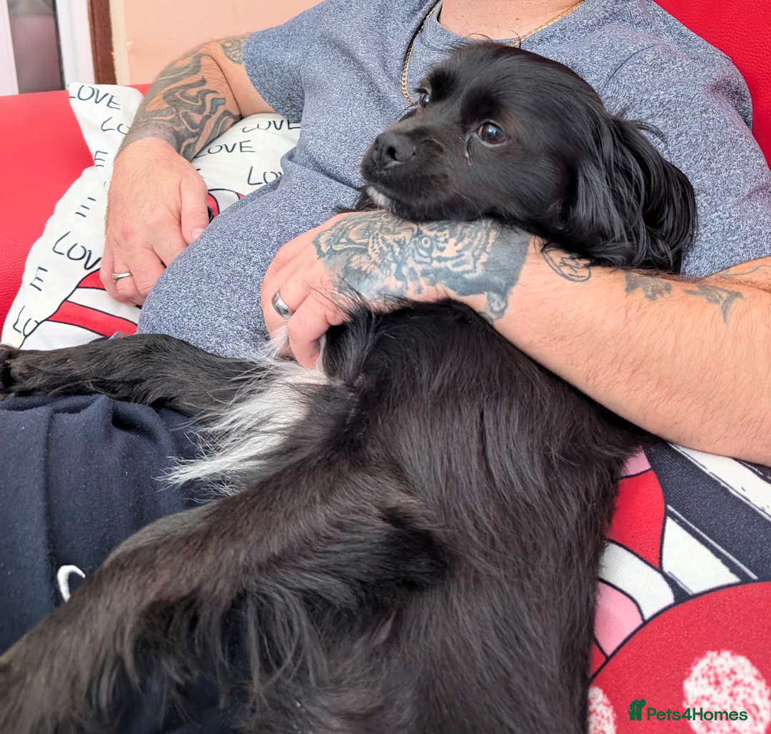 Mixed Breed dogs for sale: Chilier male Charlie  - Image 6