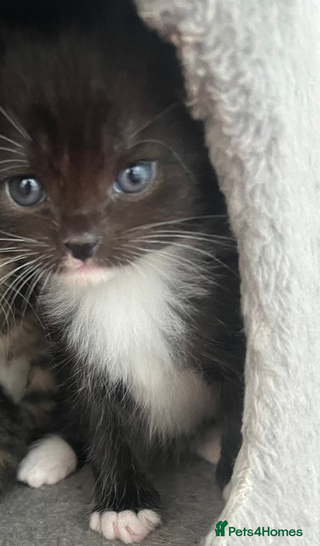 Mixed Breed cats for sale: CLEMENTINE’S CUTIES - (MUM with BENGAL)   - Advert 33