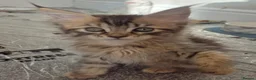 Maine Coon cats for sale: Maine Coon Kittens ready for there forever homes  - Advert 22