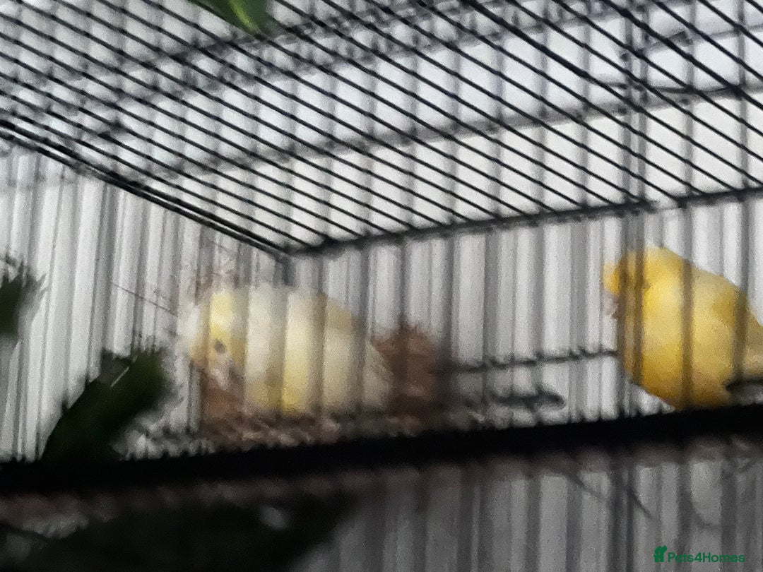 Canaries birds for sale: Canary pair for sale - Image 4