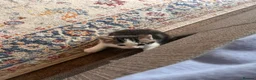 Mixed Breed cats for sale: Gorgeous white and tabby fluffy kittens in Launceston - Advert 7