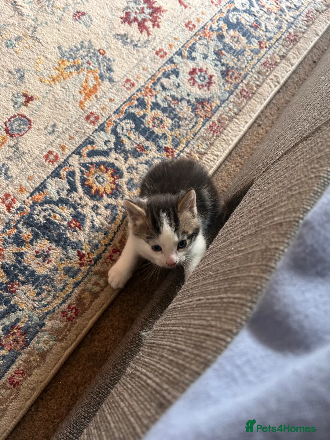 Mixed Breed cats for sale: Gorgeous white and tabby fluffy kittens in Launceston - Advert 7