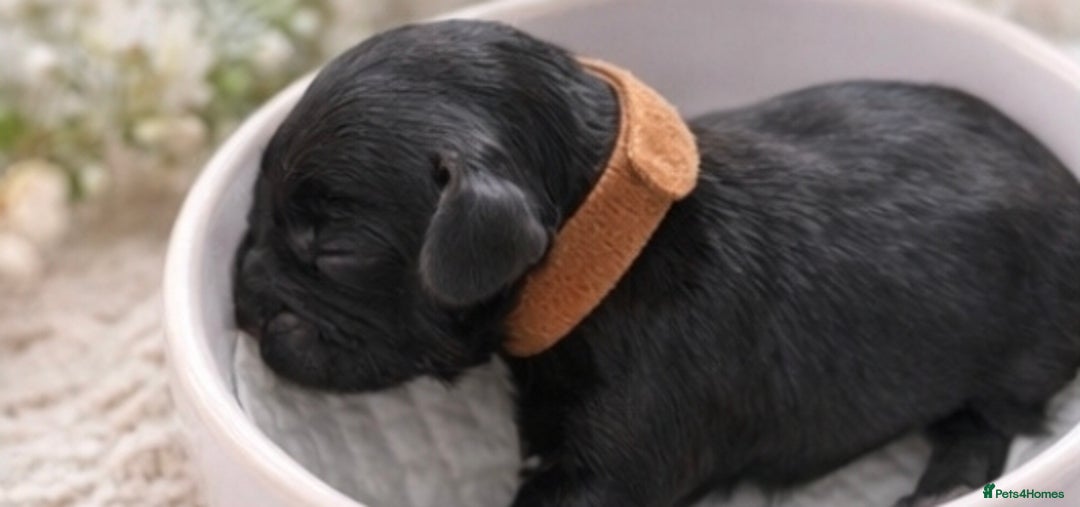 Cockapoo dogs for sale: Stunning F2 Cockerpoo Puppies  - Advert 7