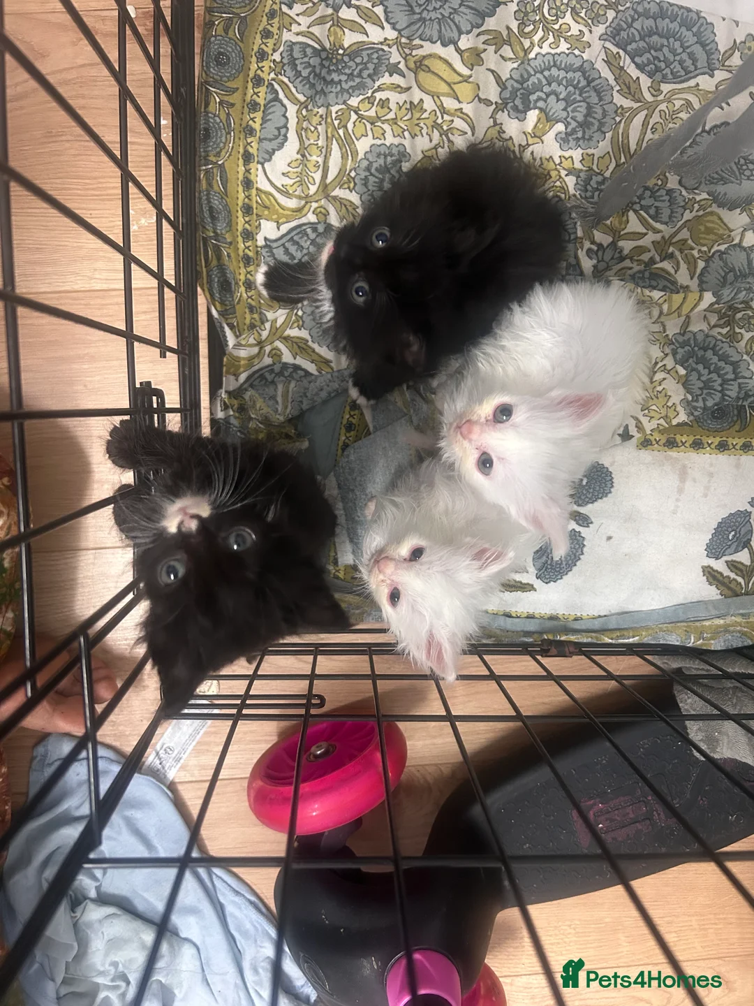 Mixed Breed cats for sale:  Kittens forSaleBritishLonghair & TurkishAngoraMix - Advert 3
