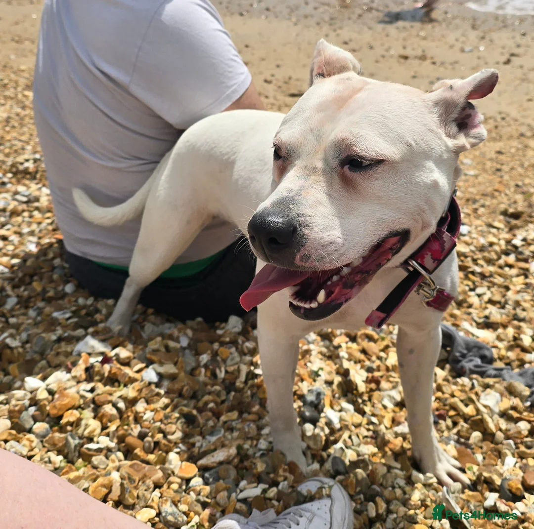 Staffordshire Bull Terrier dogs for sale: Urgent Rescue Sadie 3 years old - Advert 3