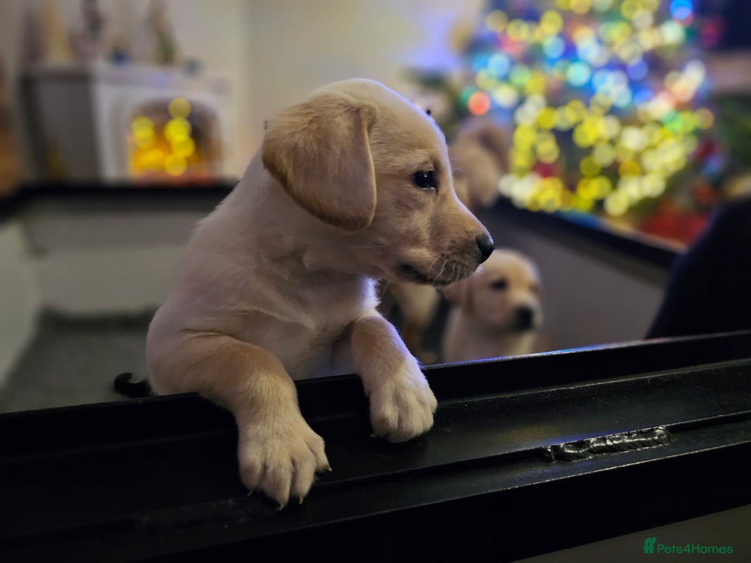 Labrador Retriever dogs for sale: 🐾 Labrador Puppies – Ready Early January 🐾 - Advert 14