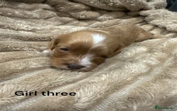 Cavapoo dogs for sale: ** RARE CAVAPOO PUPPIES DNA 🧬 CLEAR ** - Advert 14