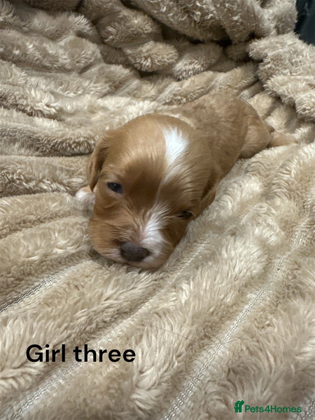 Cavapoo dogs for sale: ** RARE CAVAPOO PUPPIES DNA 🧬 CLEAR ** - Advert 14