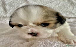 Shih Tzu dogs for sale: Adorable Imperial Shih Tzu Puppies - Advert 6
