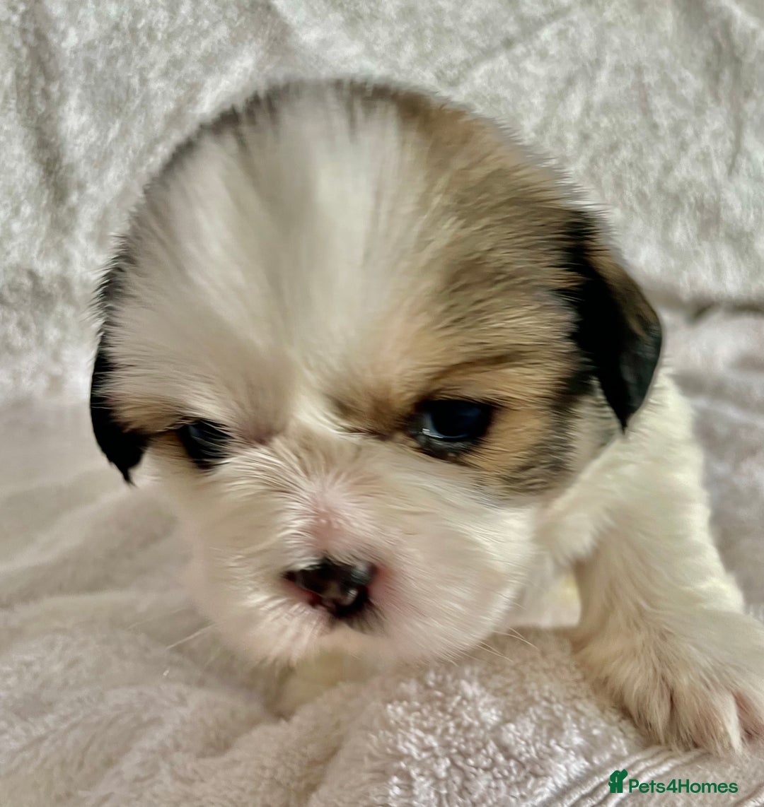 Shih Tzu dogs for sale: Adorable Imperial Shih Tzu Puppies - Advert 6