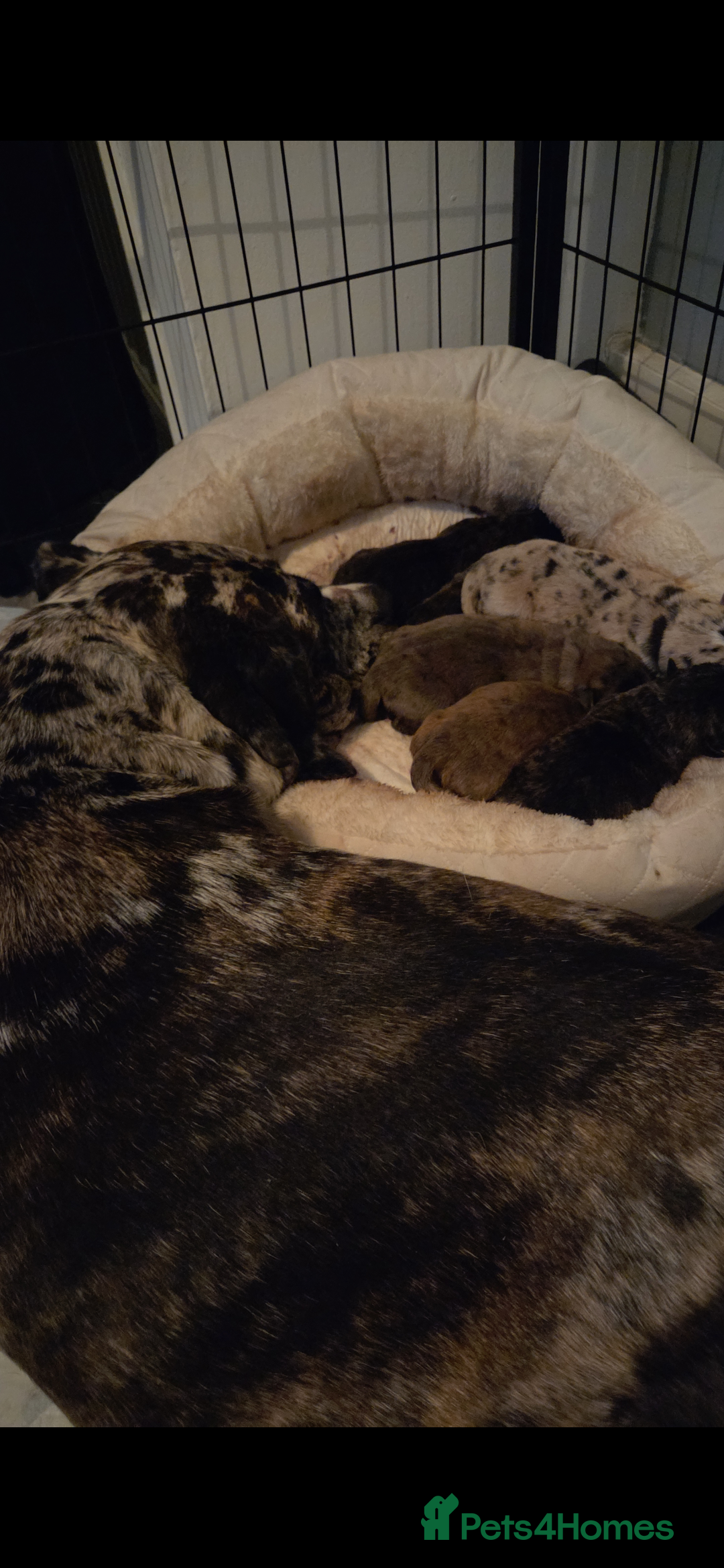 Mixed Breed dogs for sale: Mixed breed chow chow /great dane mastiff  - Image 6