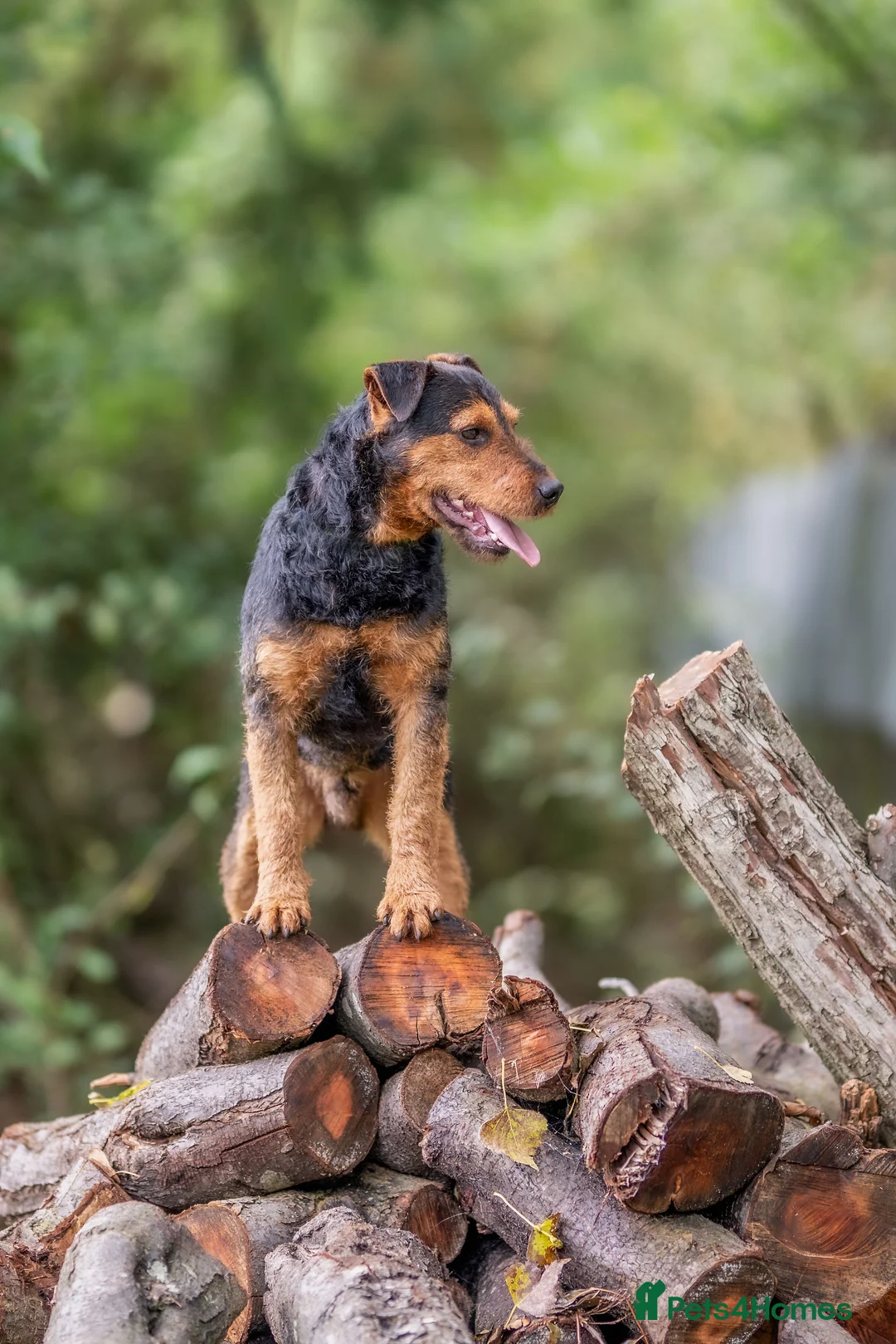 Lakeland Terrier dogs for stud: Lakeland terrier at stud in Newark - Advert 5