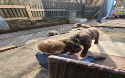 Cockapoo dogs for sale: Cockerpoo Fully Trained - Image 7