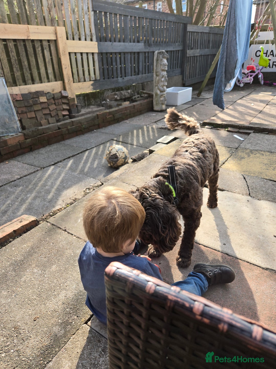 Cockapoo dogs for sale: Cockerpoo Fully Trained - Image 7