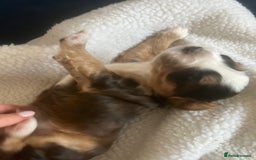 Cockapoo dogs for sale: Cockerpoo Male  - Image 11