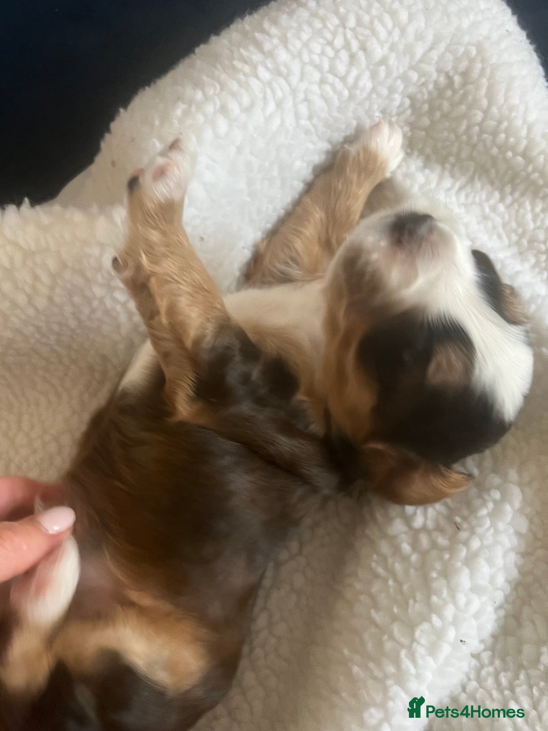 Cockapoo dogs for sale: Cockerpoo Male  - Image 11