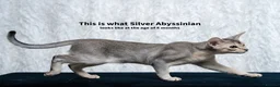 Abyssinian cats for sale: SILVER, Champion Line Abyssinians-Super Friendly  - Advert 28