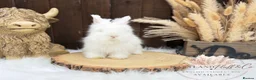 Angora rabbits for sale: PURE•PEDIGREE•ANGORAS🤍 - Advert 9