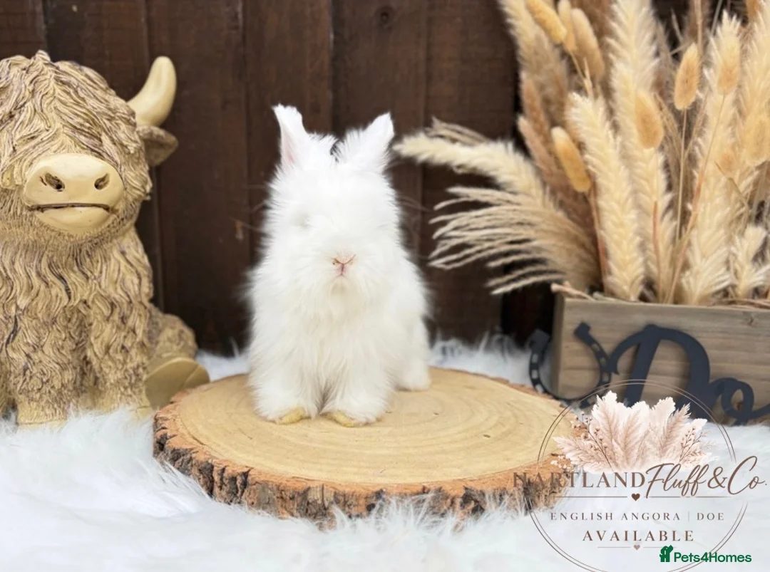 Angora rabbits for sale: PURE•PEDIGREE•ANGORAS🤍 - Advert 9