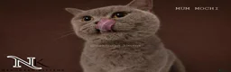 British Shorthair cats for sale: UPDATED PICS - GCCF REG BSH KITTENS - Advert 18