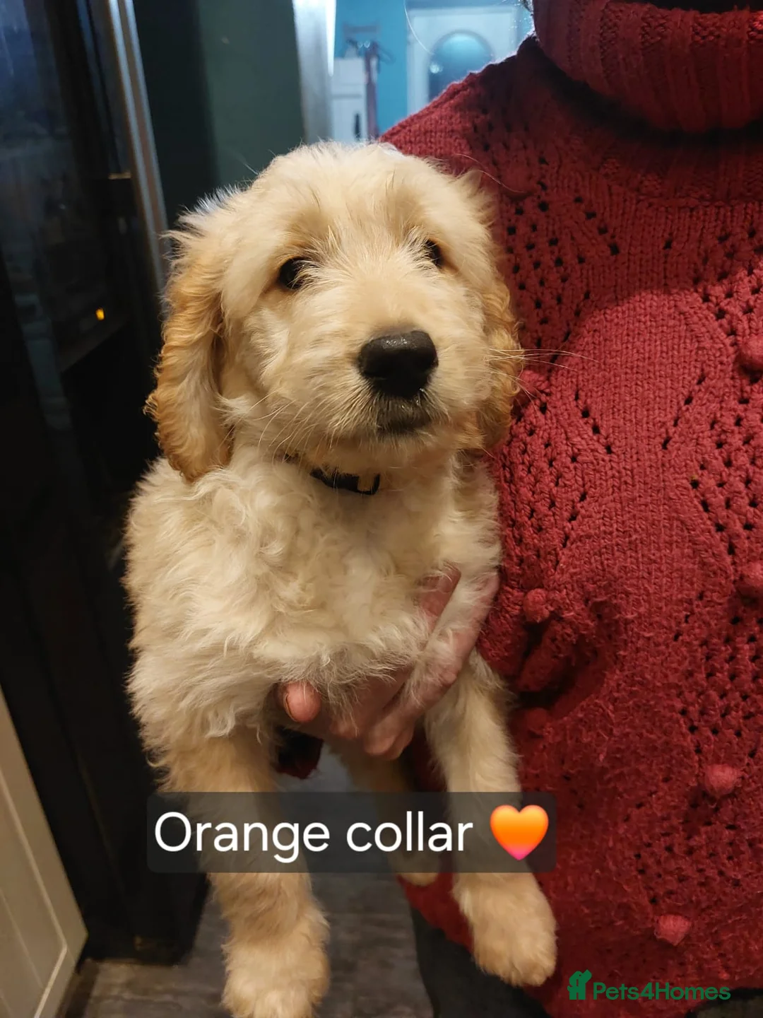 Goldendoodle dogs for sale: 2 beautiful F1 female Goldendoodle pups for sale - Advert 12