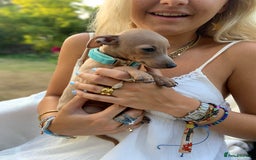 Italian Greyhound dogs for sale: Italian greyhound puppies KC reg. European lineage - Image 8