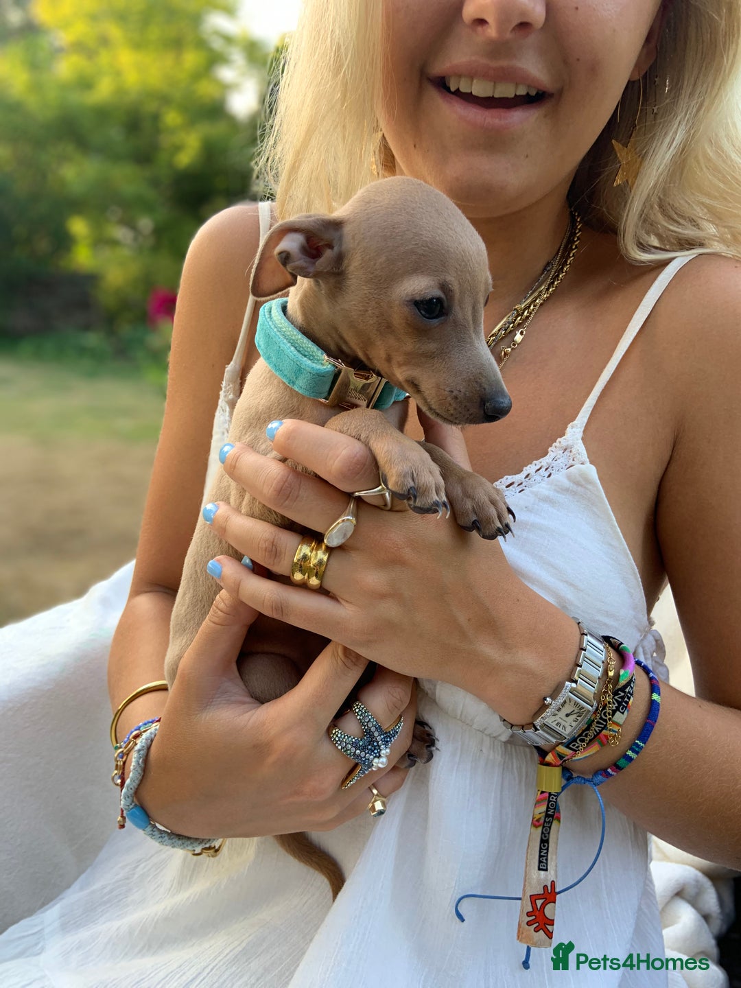 Italian Greyhound dogs for sale: Italian greyhound puppies KC reg. European lineage - Image 8