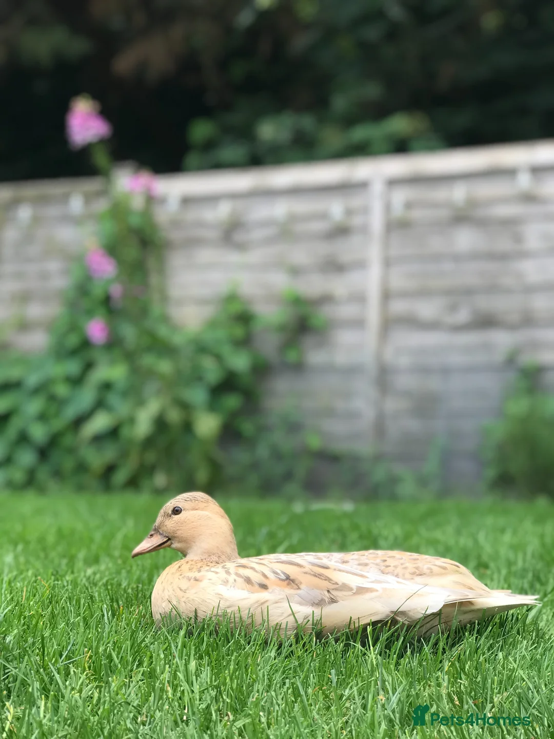 Ducks poultry for sale: Call duck hatching eggs in Marlborough - Advert 2