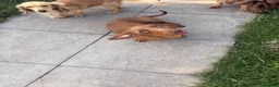 Miniature Dachshund dogs for sale: Miniature dachshund  - Advert 2