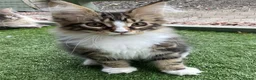 Maine Coon cats for sale: Full Maine Coon Kittens - Advert 3