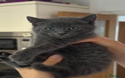 British Shorthair cats for sale: One female and one male British short hair kitten  - Image 4