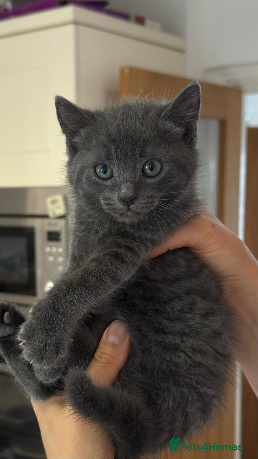 British Shorthair cats for sale: One female and one male British short hair kitten  - Image 4