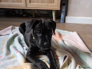 Mixed Breed dogs Beautiful Dal. De borduex puppies - Advert 4