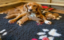 Cocker Spaniel dogs for sale: Beautiful KC Registered Working Cocker Spaniels  - Image 2