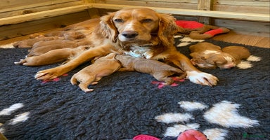 Cocker Spaniel dogs - Advert 4