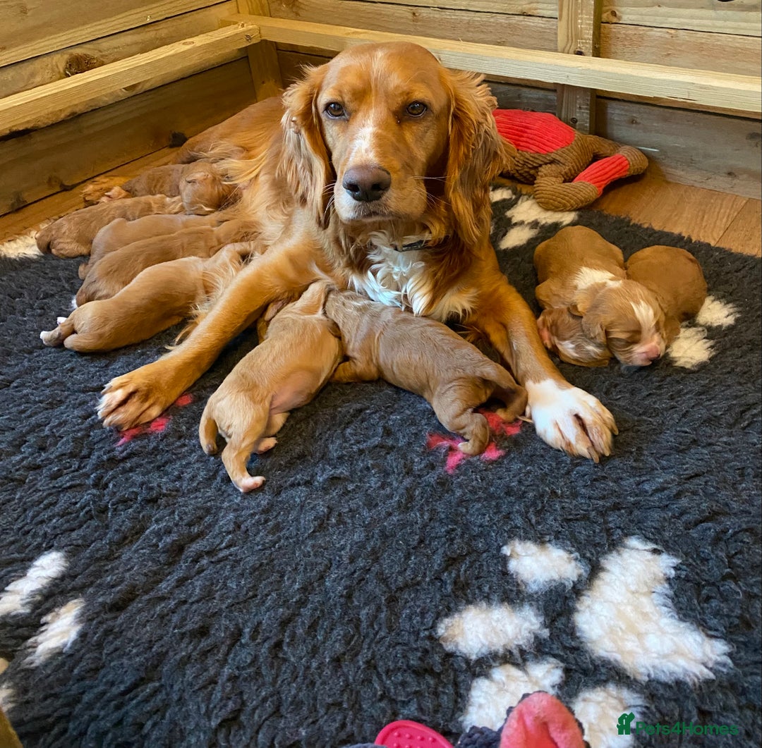 Cocker Spaniel dogs for sale: Beautiful KC Registered Working Cocker Spaniels  - Image 2
