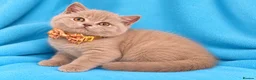 British Shorthair cats for sale: British Shorthair kittens looking forever homes  - Advert 5
