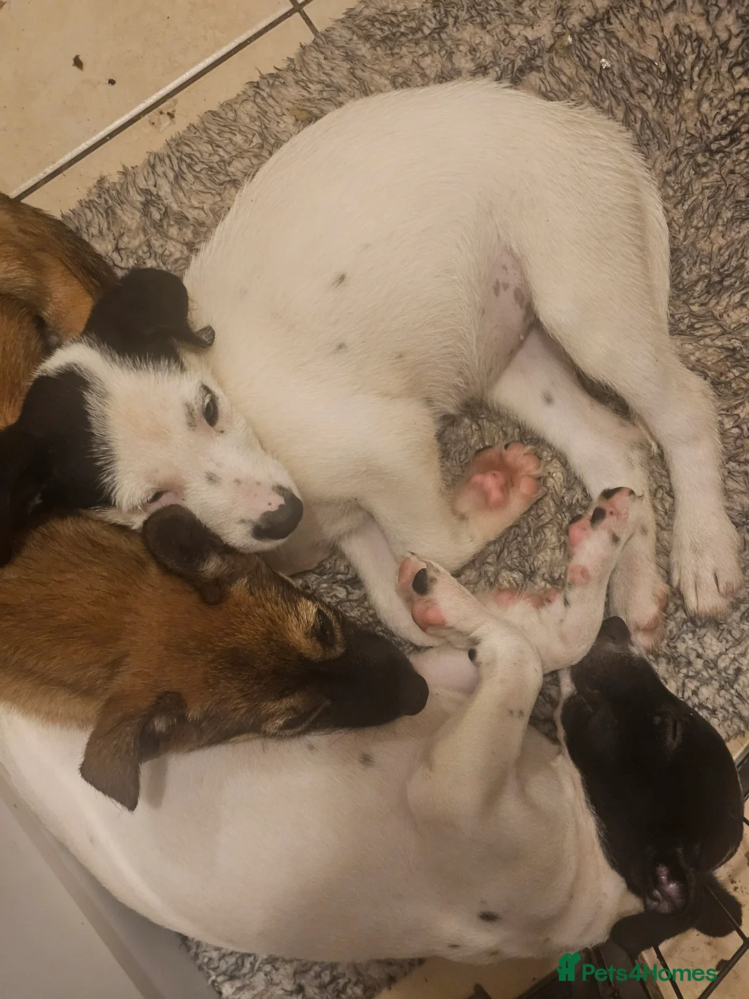 Mexican Hairless dogs for sale: Kc registered Females - Advert 4